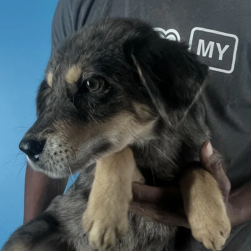 Poncho  Local April thumbnail 6