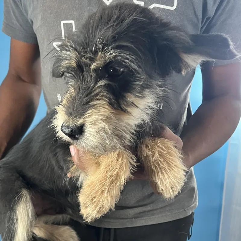 Quince  Local April thumbnail 2