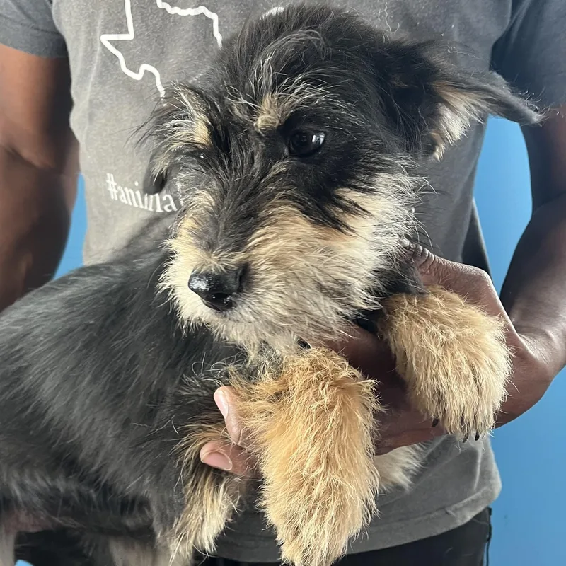 Quince  Local April thumbnail 3