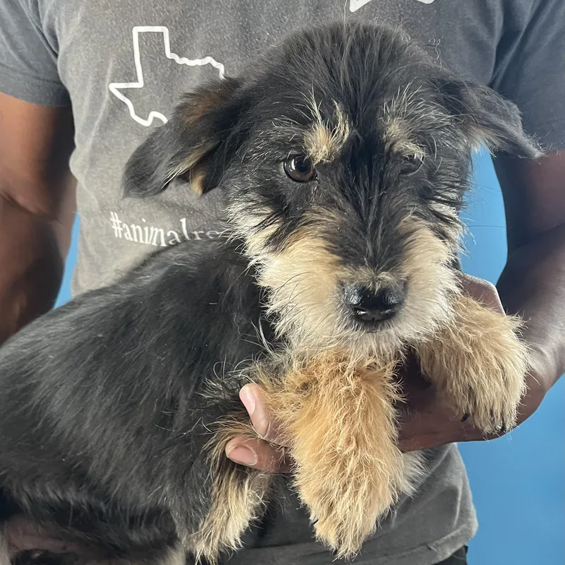 Quince  Local April thumbnail 4