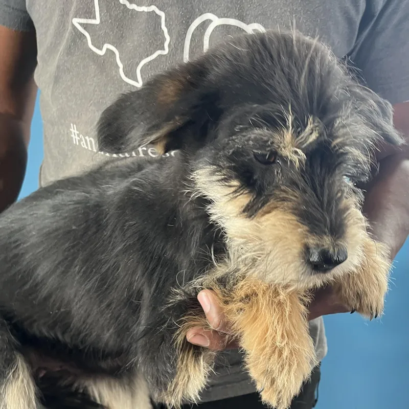 Quince  Local April thumbnail 5