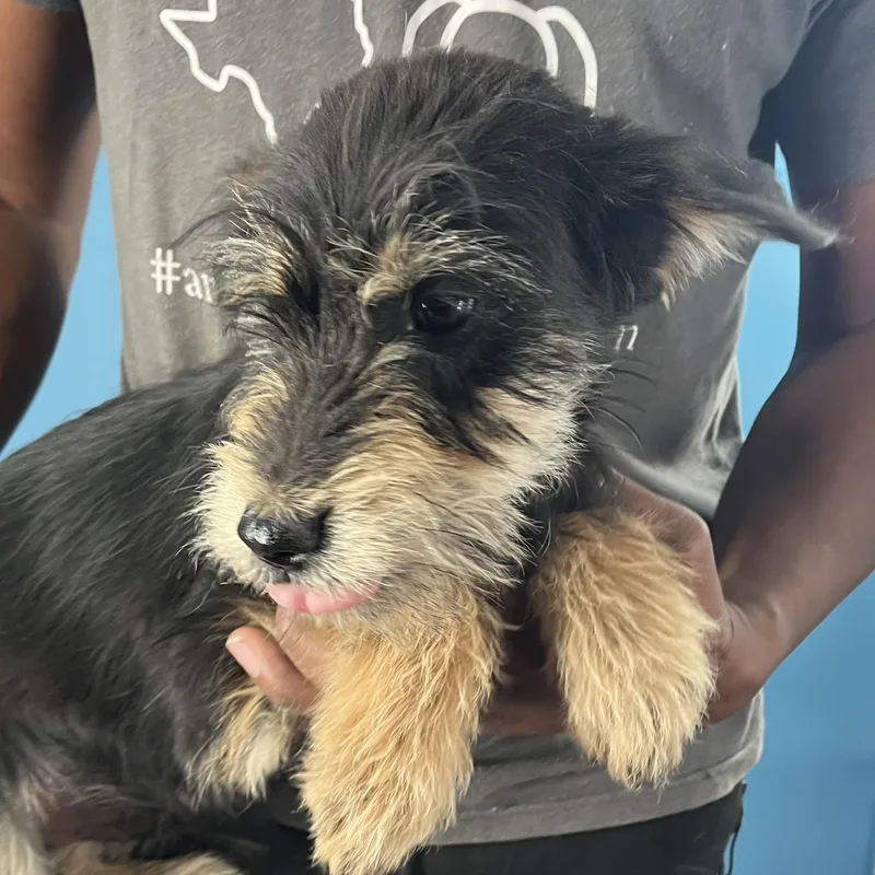 Quince  Local April thumbnail 6