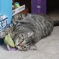 Mocniak C Godzilla Aka