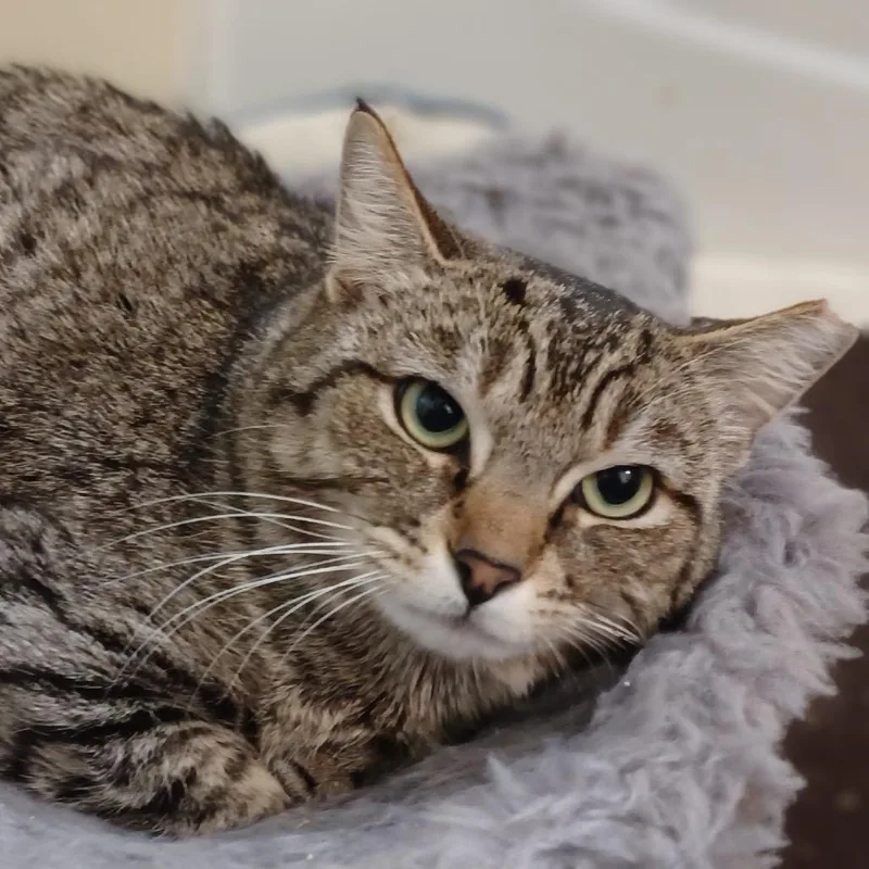 Mocniak C Godzilla Aka thumbnail 3