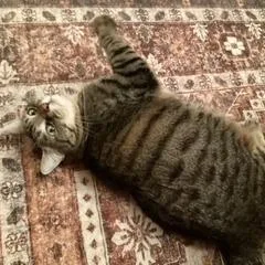 Mocniak C Godzilla Aka thumbnail 4