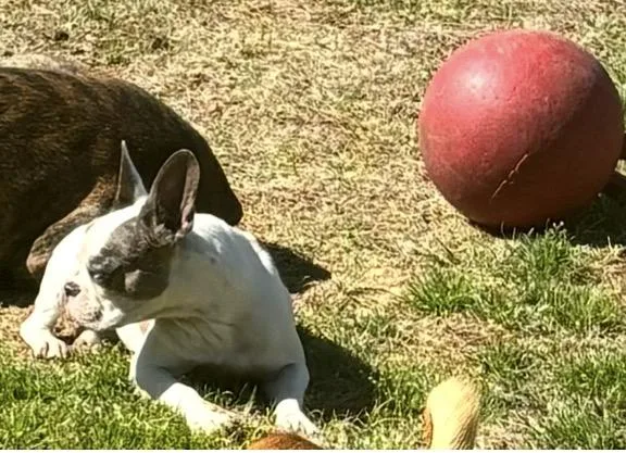 Pitabelle thumbnail 2