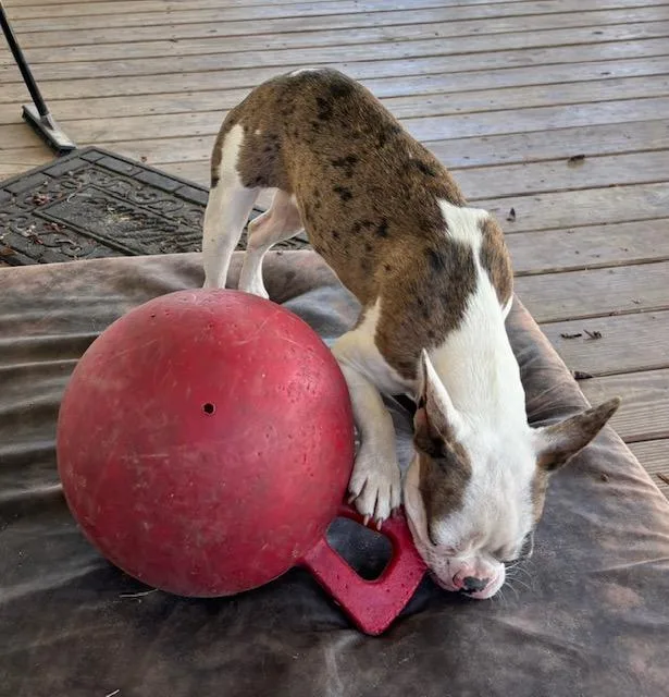 Pitabelle thumbnail 3