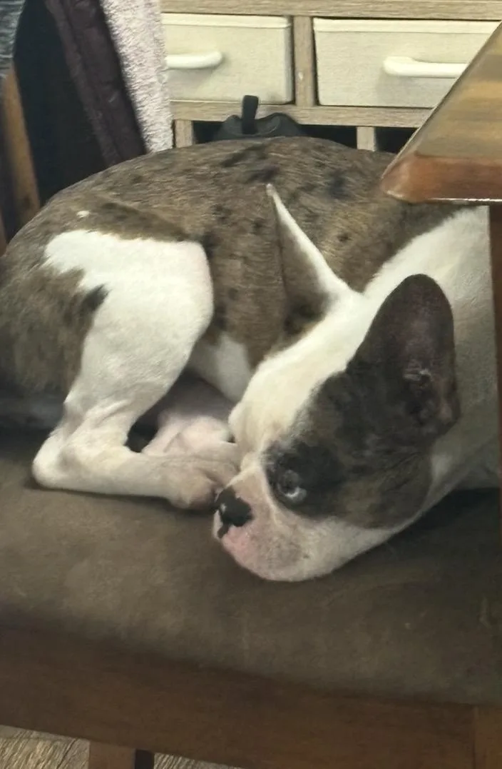 Pitabelle thumbnail 4