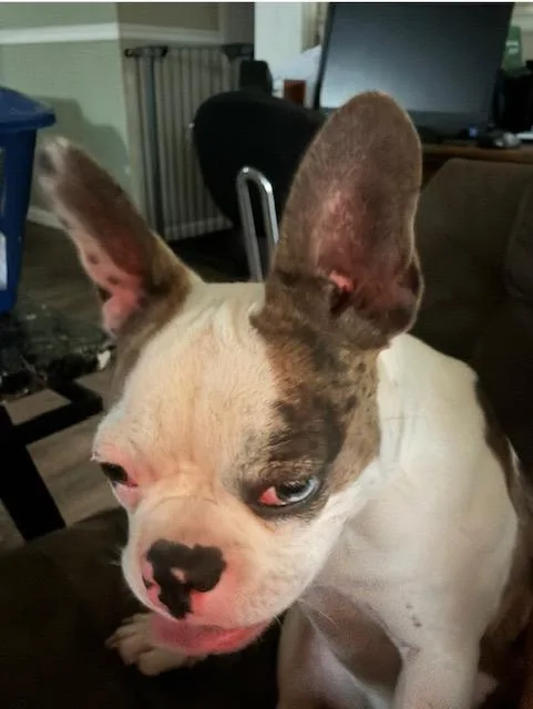 Pitabelle thumbnail 5