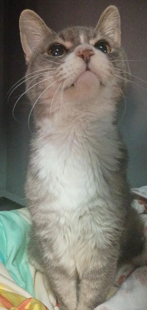 Theo Vip thumbnail 2