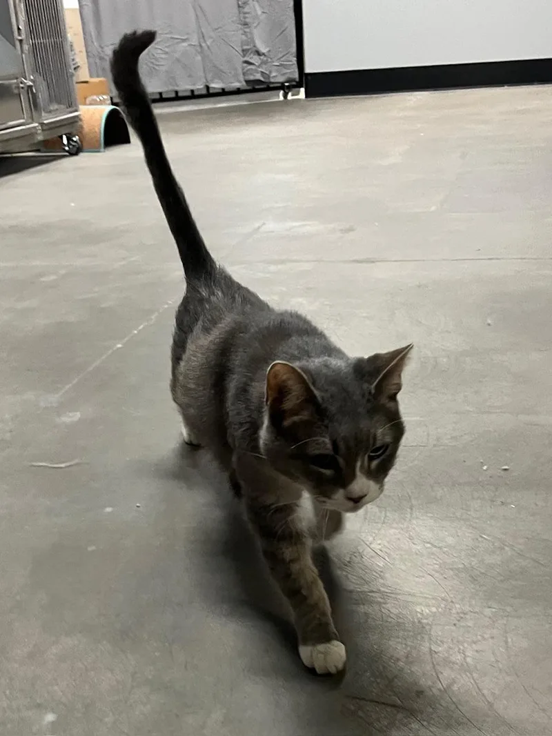 Theo Vip thumbnail 3