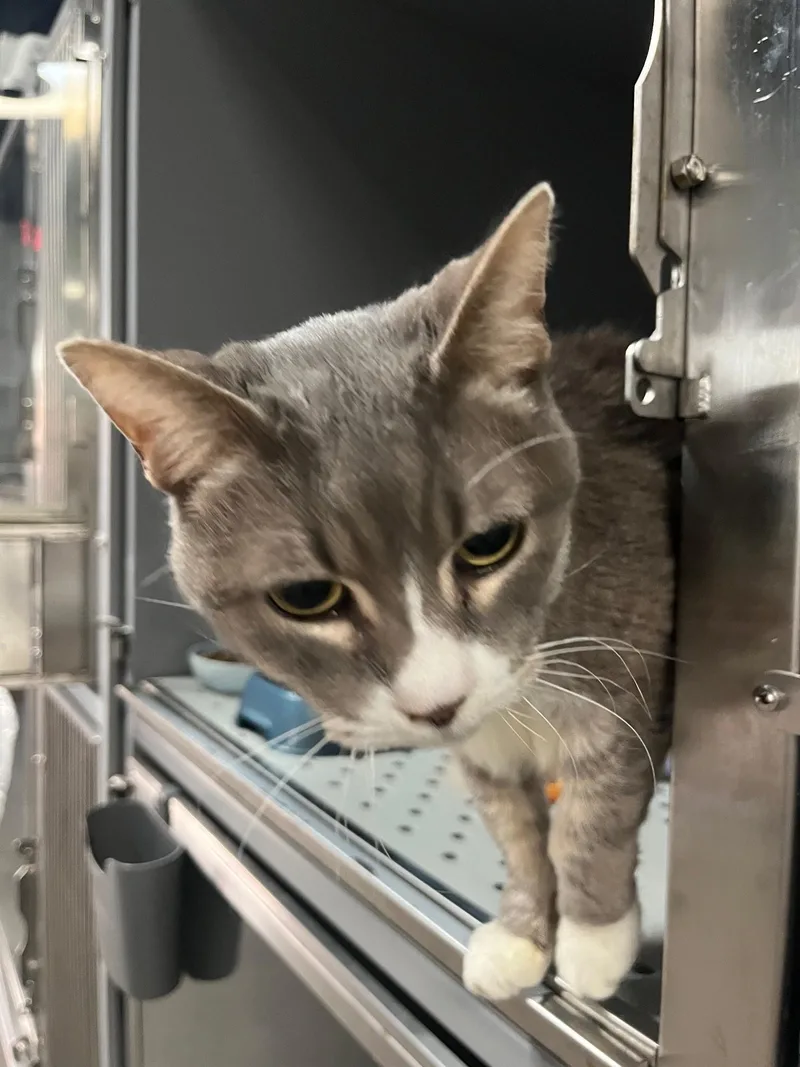 Theo Vip thumbnail 4