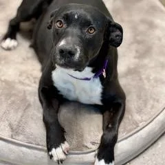 Snickers thumbnail 2