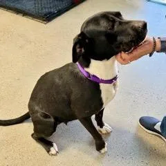 Snickers thumbnail 3