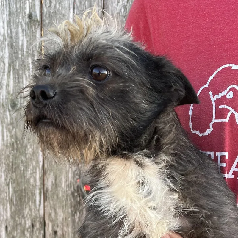 Tyrone  Local April thumbnail 2