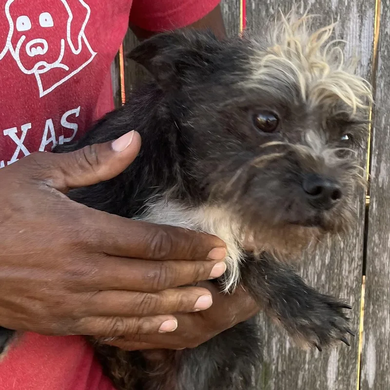 Tyrone  Local April thumbnail 3