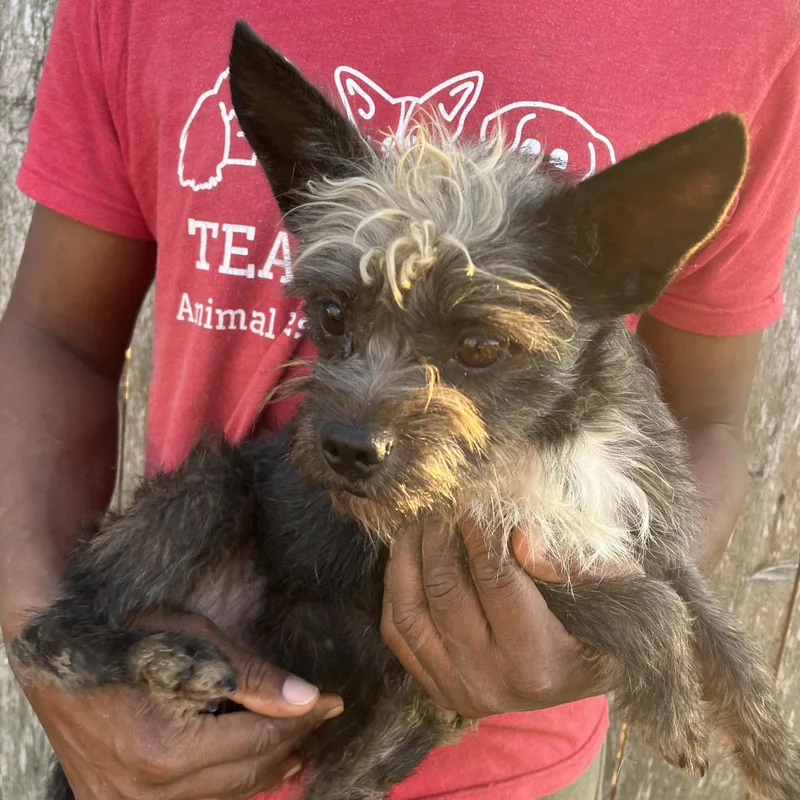 Tyrone  Local April thumbnail 4