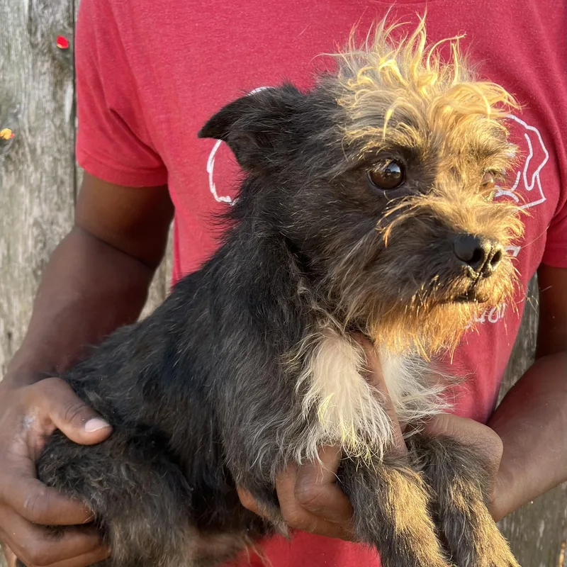 Tyrone  Local April thumbnail 5