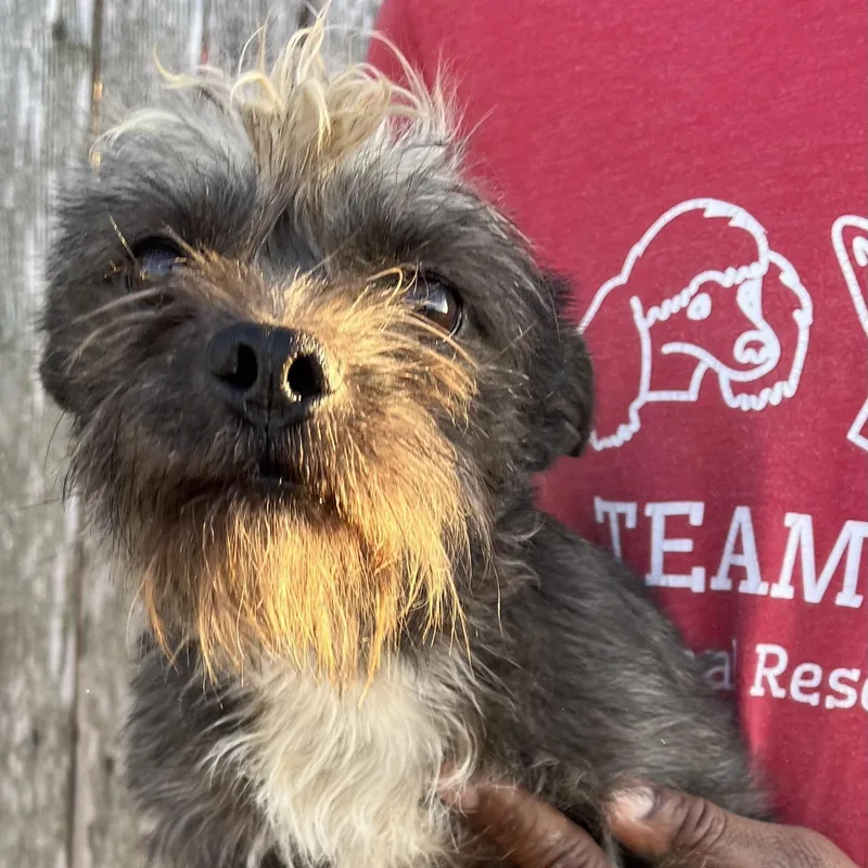 Tyrone  Local April thumbnail 6