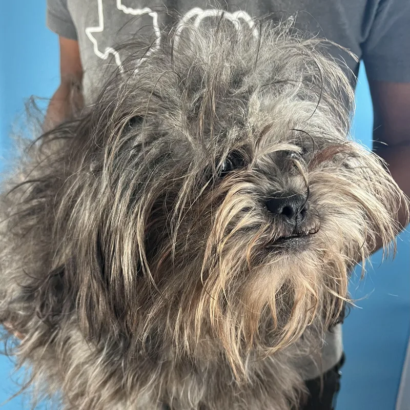 Weasley  Local March