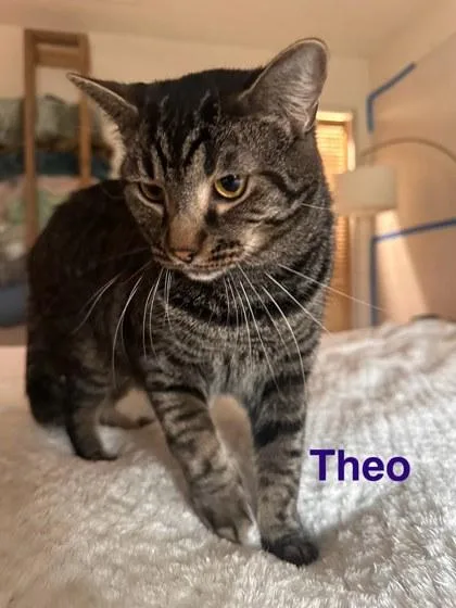 Theo