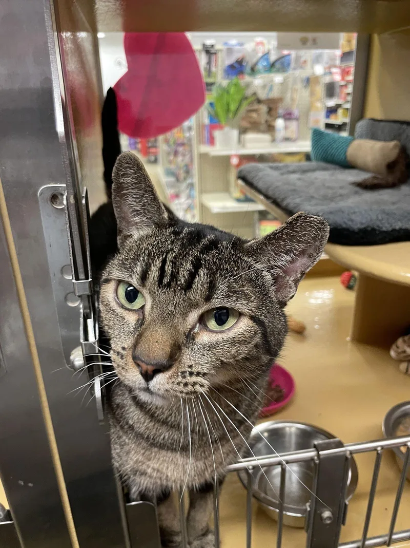 An adult medium-sized male Domestic Short Hair cat named Mitch for adoption in Pompano Beach, FL