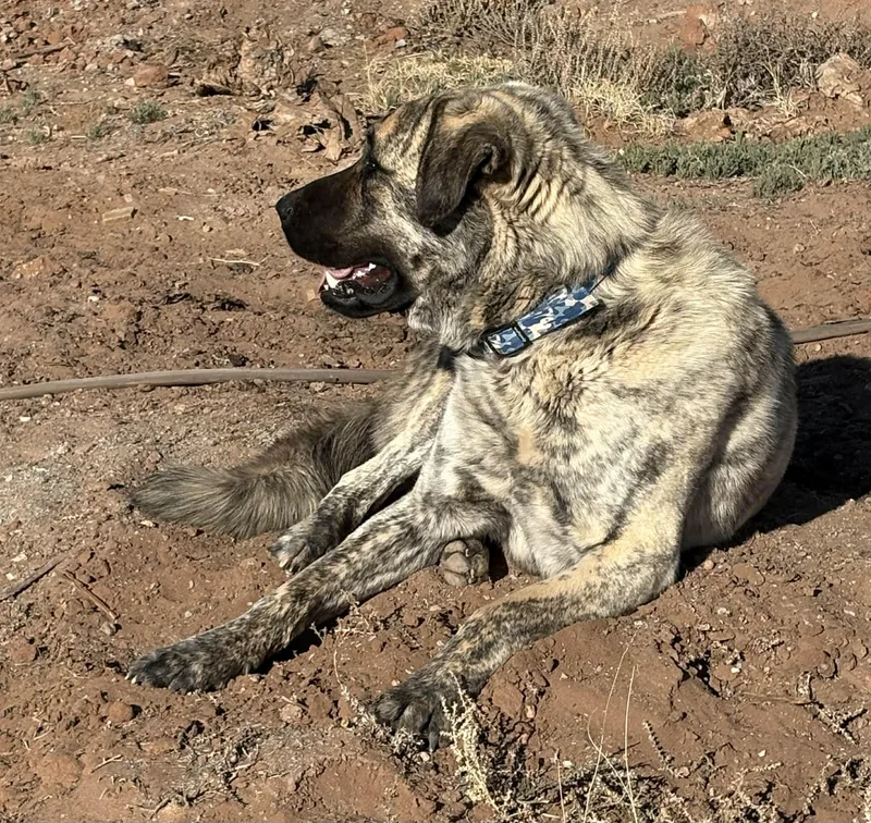 Worf Snowflake  Az thumbnail 3