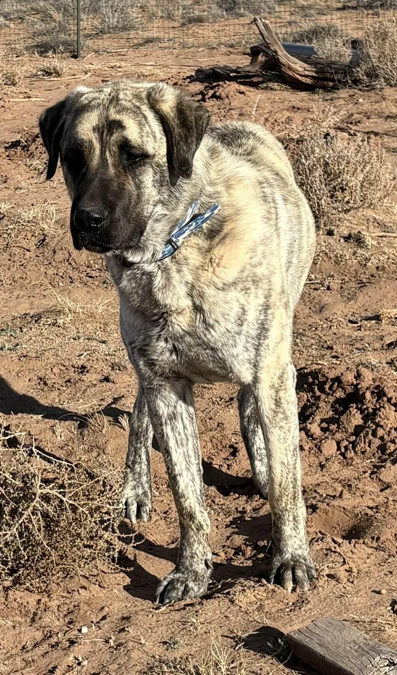 Worf Snowflake  Az thumbnail 4