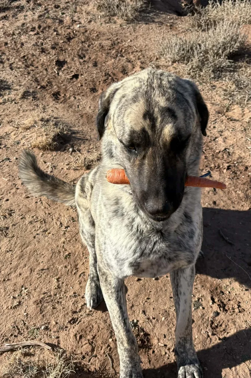 Worf Snowflake  Az thumbnail 5