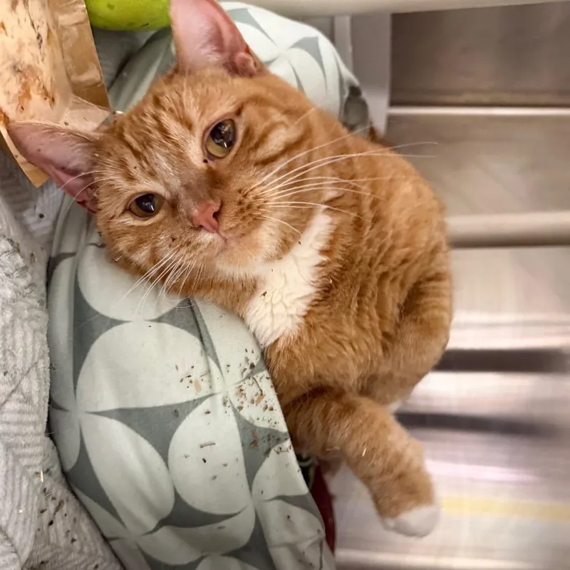 Geraldine thumbnail 2