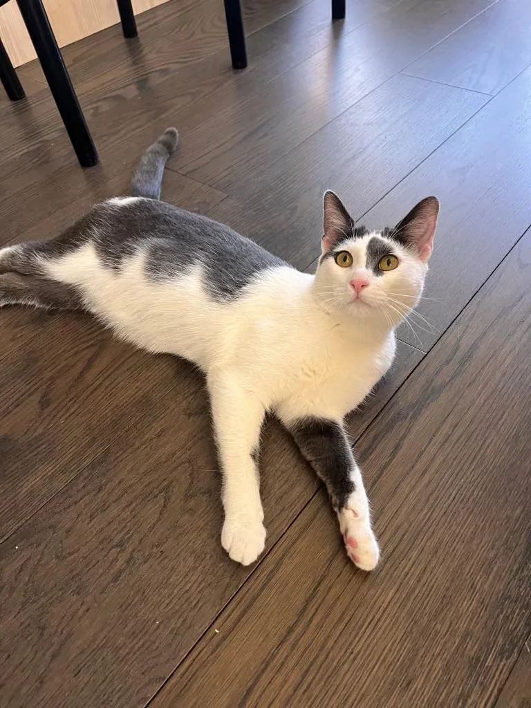 Curious George thumbnail 2