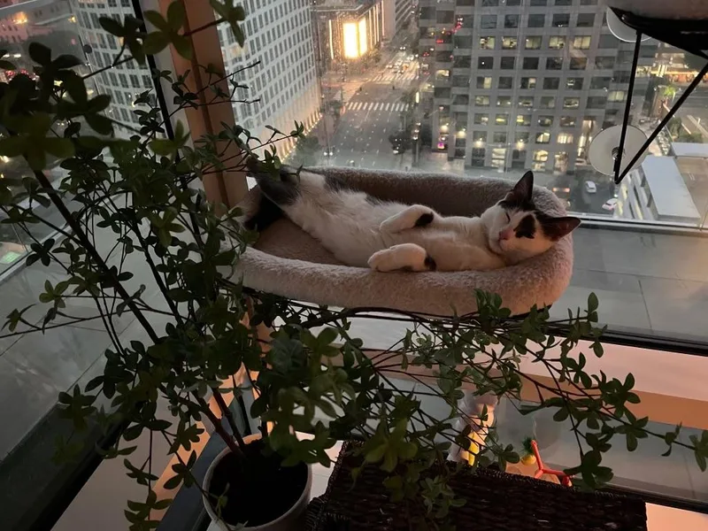 Curious George thumbnail 3