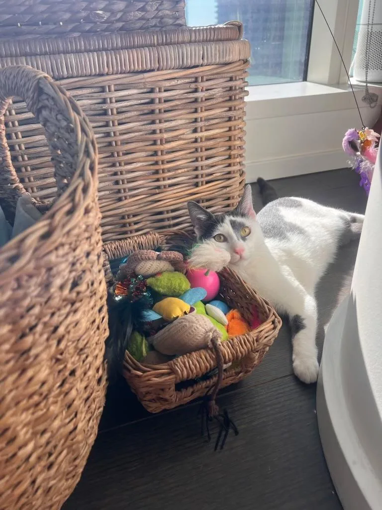 Curious George thumbnail 4