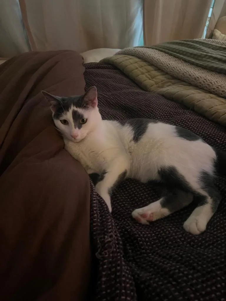 Curious George thumbnail 5