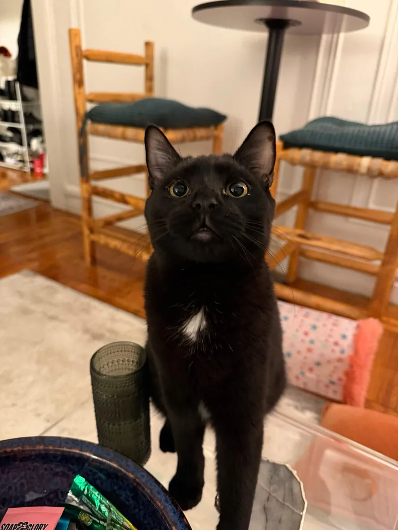 Whitney N – Sweetest thumbnail 4