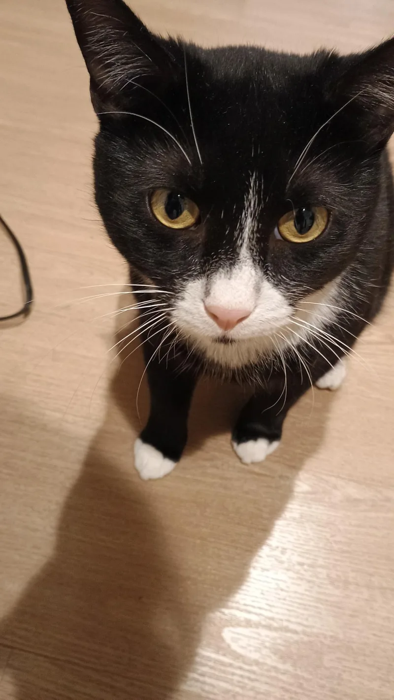 Zorro N. – Tuxedo thumbnail 2