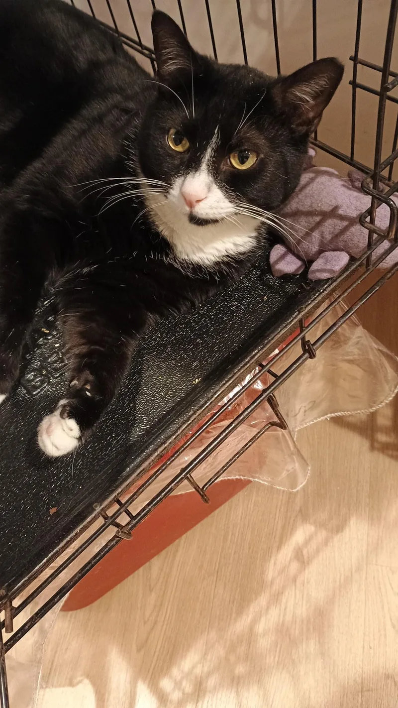 Zorro N. – Tuxedo thumbnail 3