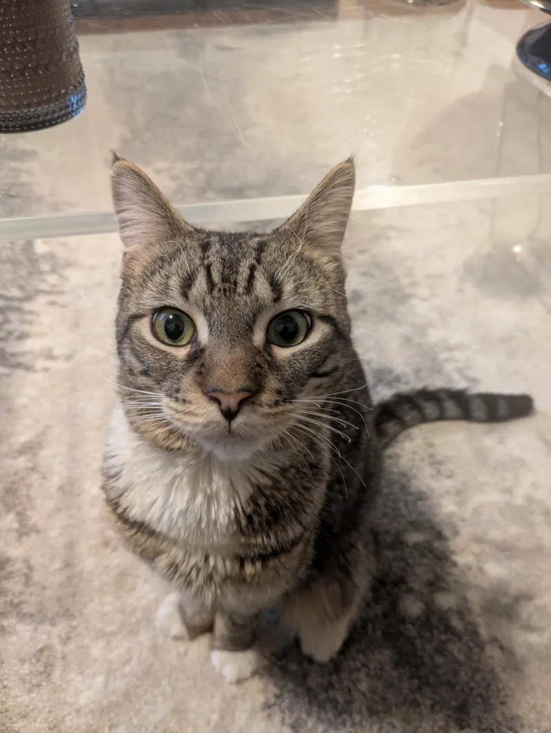 Oakland N.  The thumbnail 2