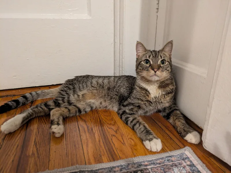 Oakland N.  The thumbnail 3