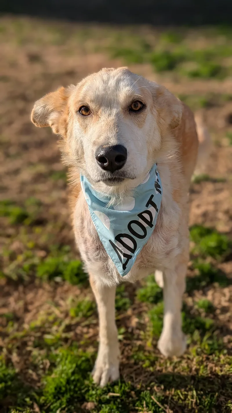 Chamomile thumbnail 2