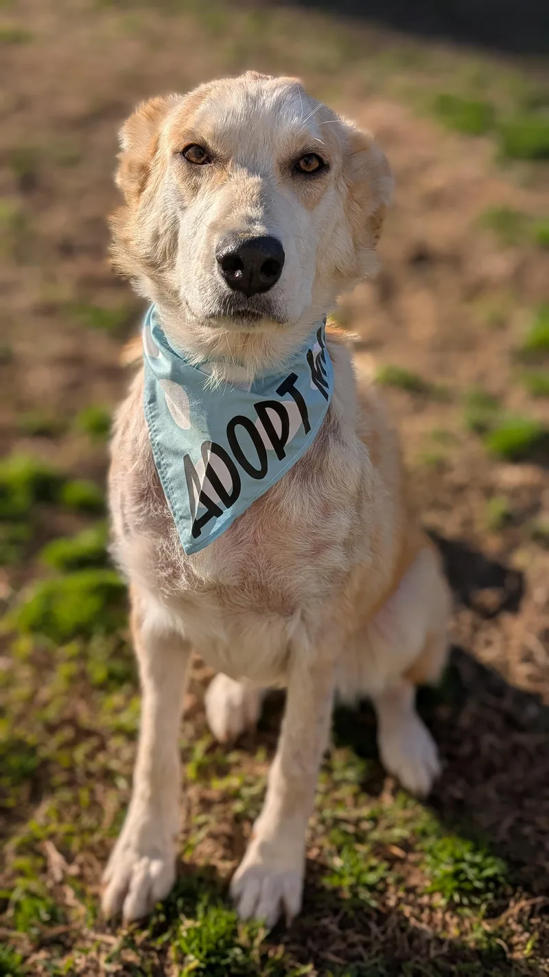 Chamomile thumbnail 3