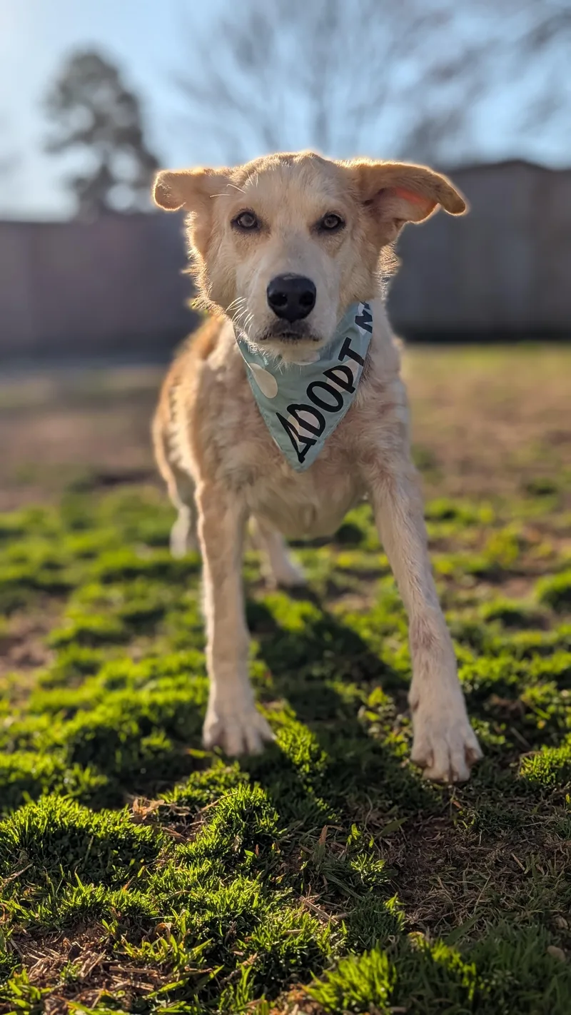 Chamomile thumbnail 4