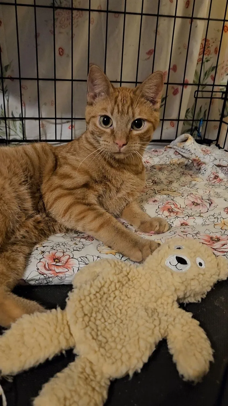 Joshua N. – Shy thumbnail 2