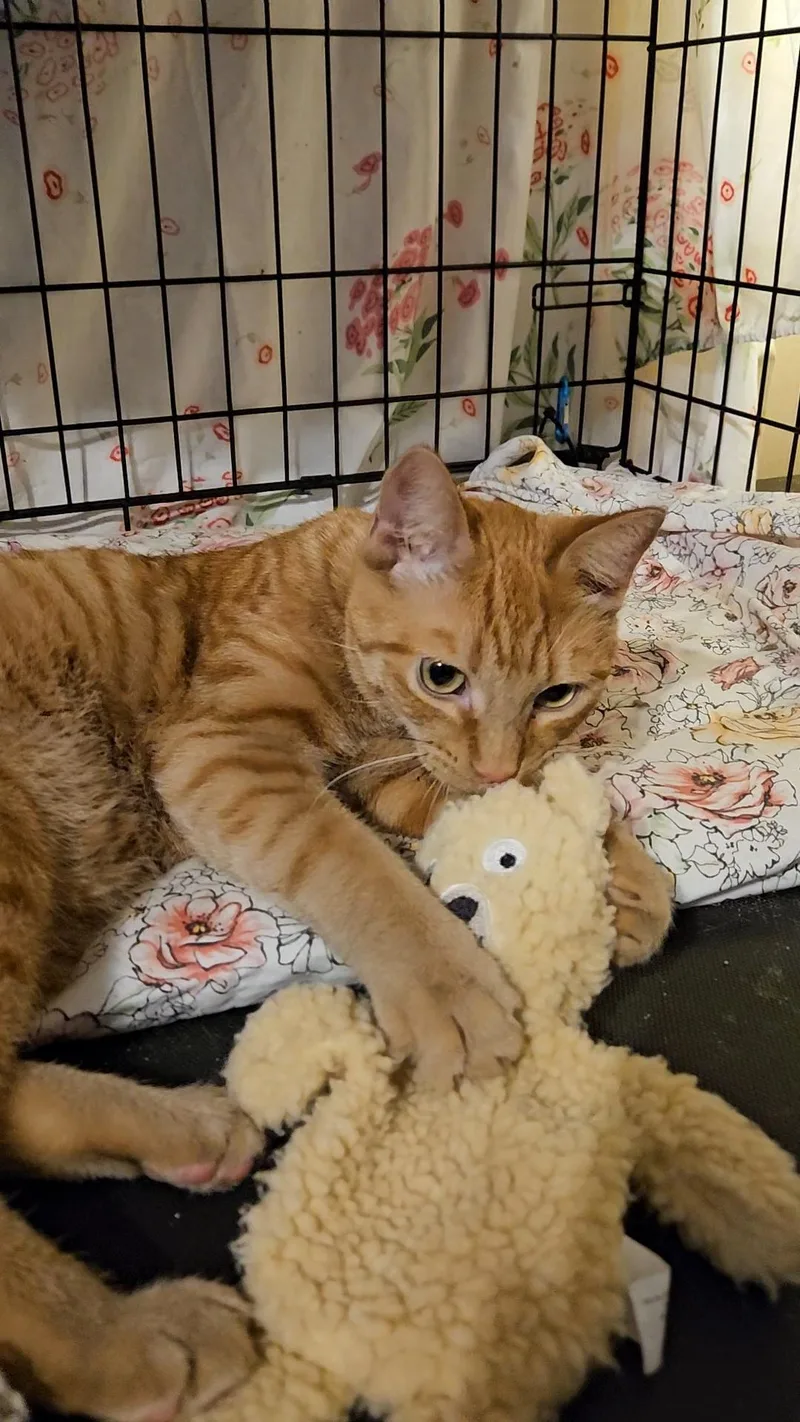 Joshua N. – Shy thumbnail 3