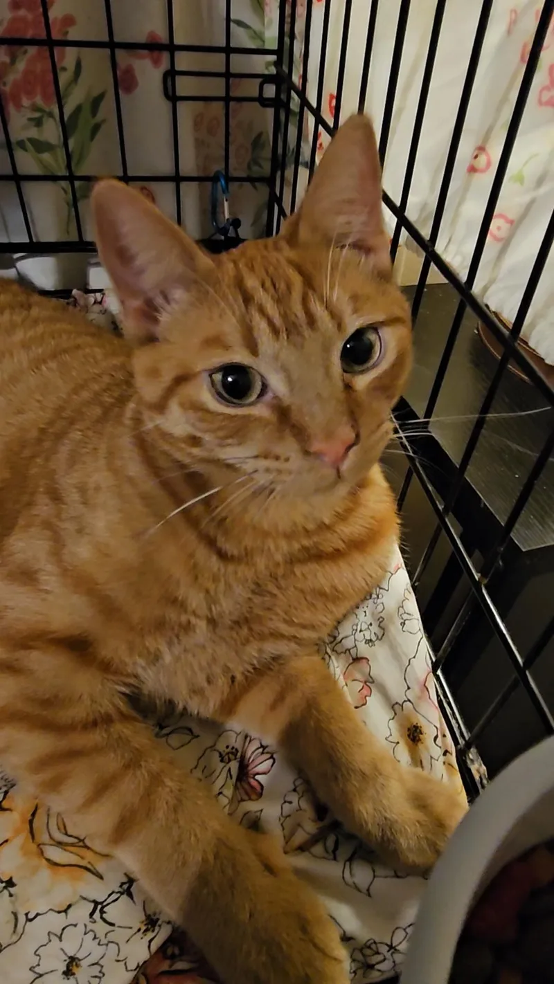 Joshua N. – Shy thumbnail 4