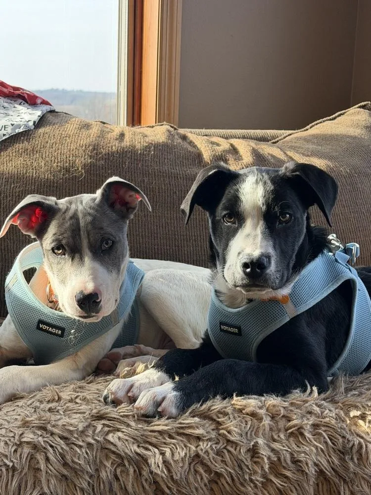 Penbrook thumbnail 2