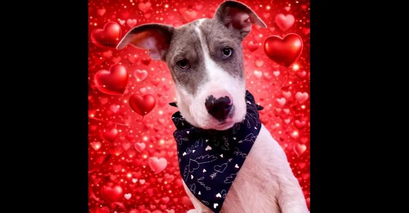 Penbrook thumbnail 3