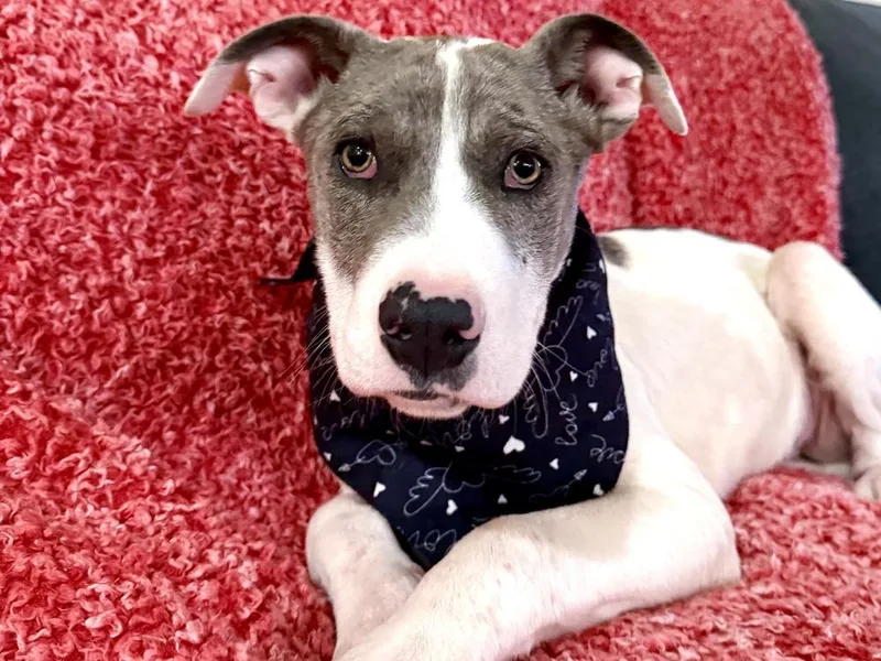 Penbrook thumbnail 4