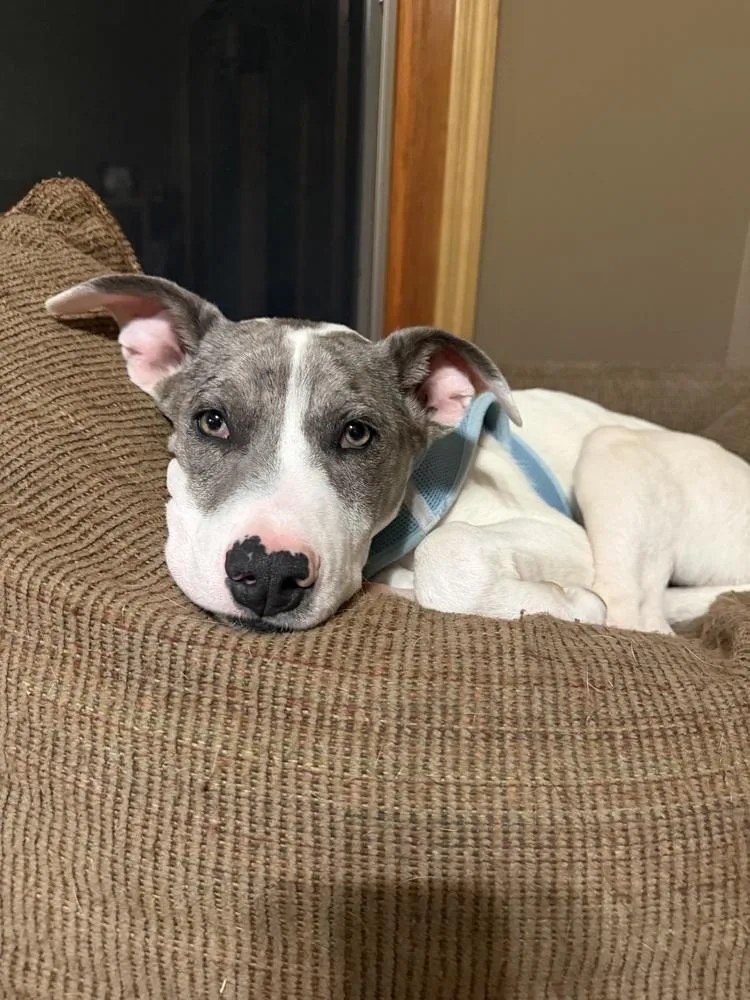 Penbrook thumbnail 5