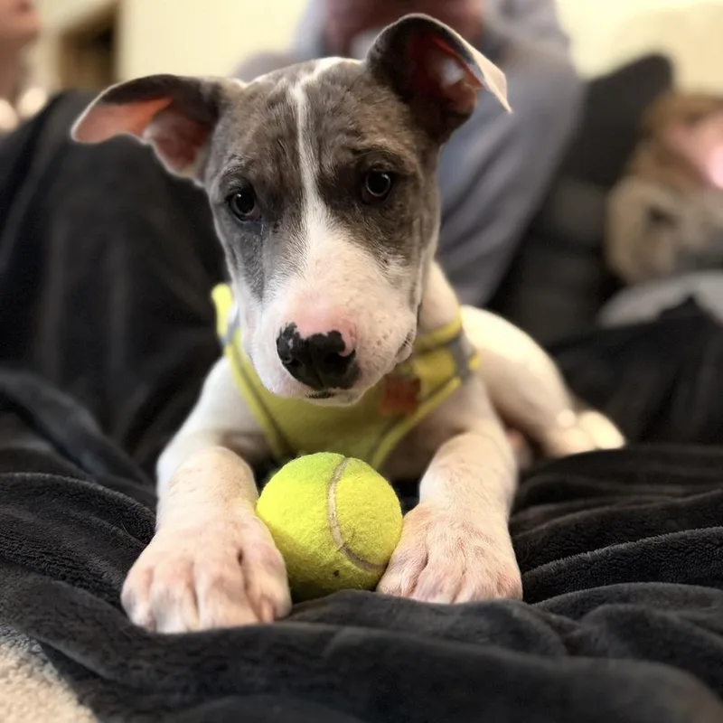 Penbrook thumbnail 6